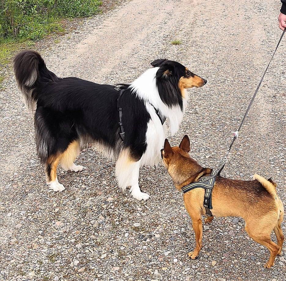 kaksi koiraa tutustumassa toisiinsa