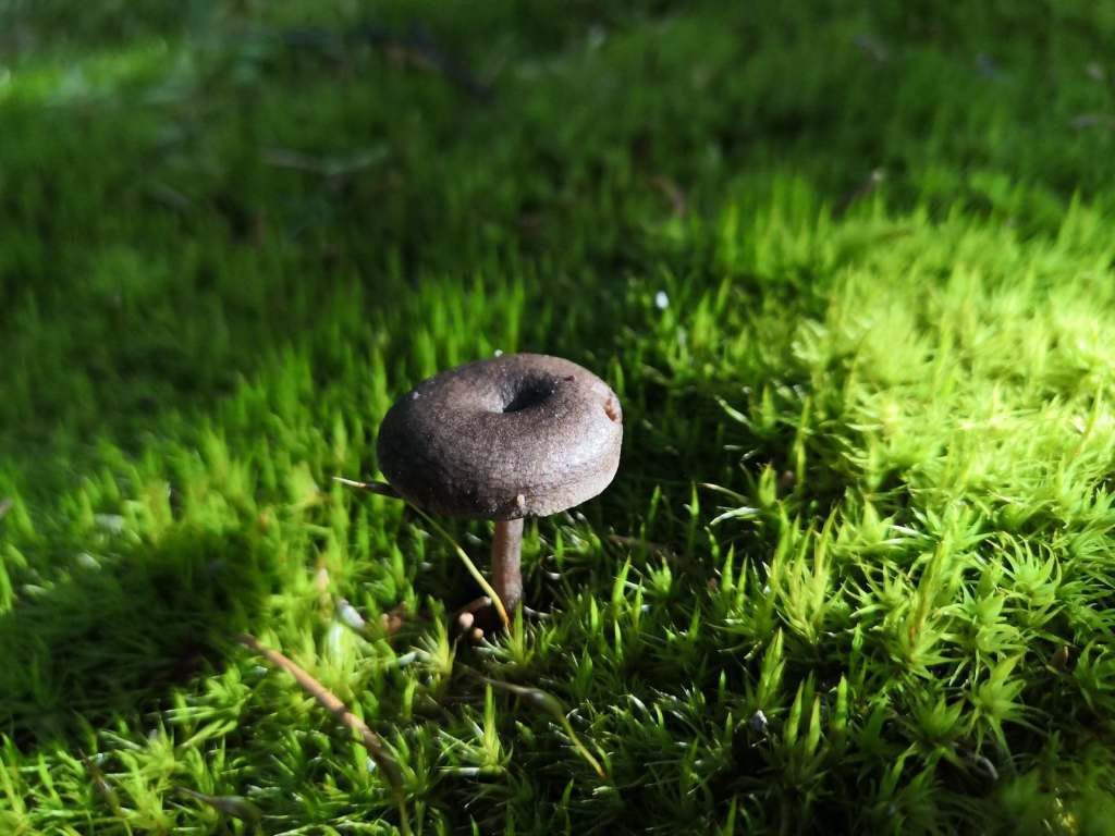 pikkuruinen ruskea sieni sammaleella