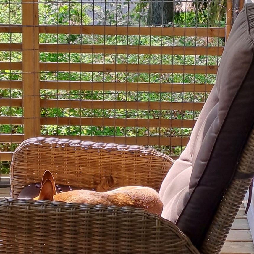 koira makaa terassituolissa auringossa
